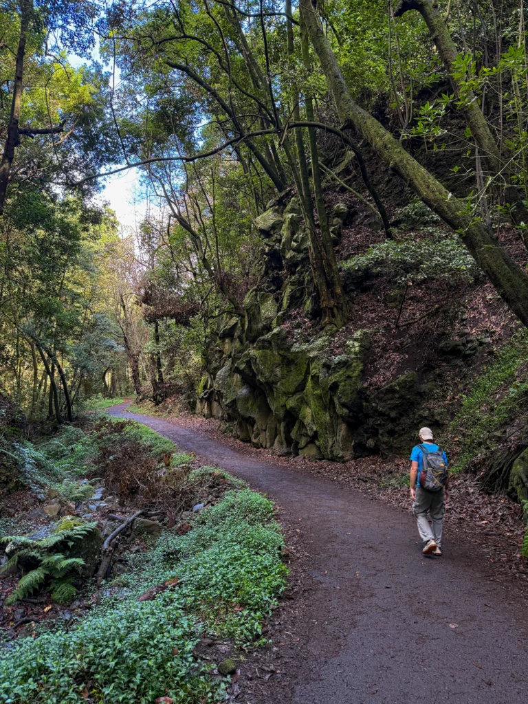 Paseando por el bosque de Laurisilva en Cubo de La Galga