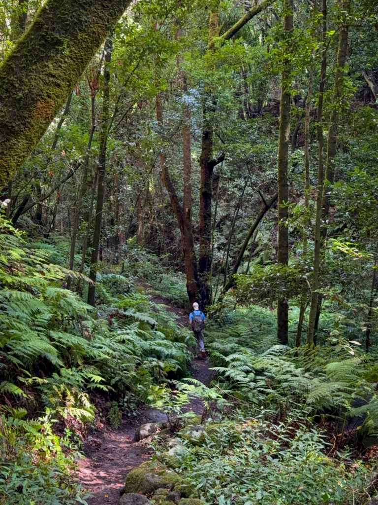 Paseando por el bosque de Laurisilva en Cubo de La Galga