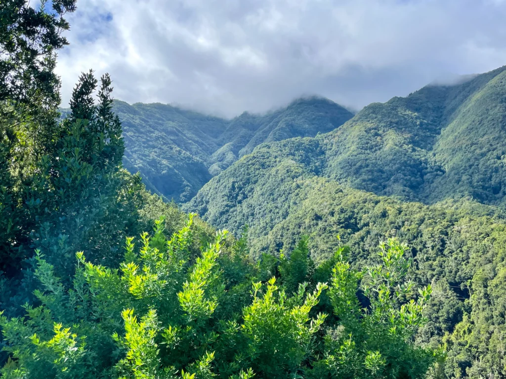 Mirador Somada Alta, acessible en una ruta desde el Centro de Información de Cubo de La Galga en La Palma