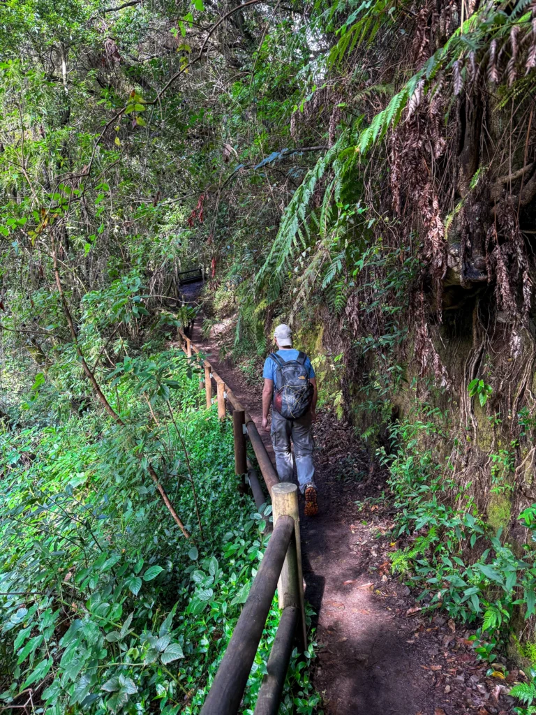 Paseando por el bosque de Laurisilva en Cubo de La Galga