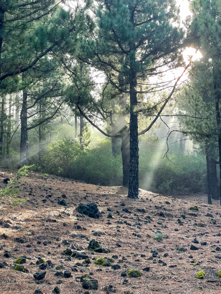 Variedad de paisajes en el primer tramo de la ruta de los volcanes en La Palma