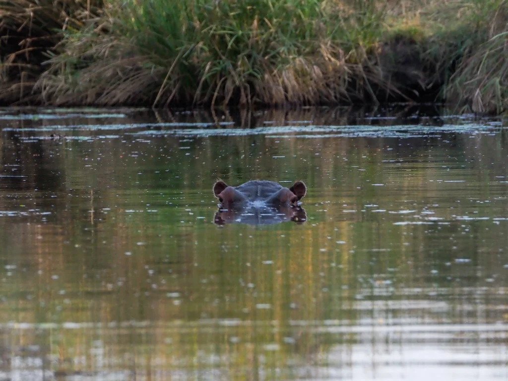 Hipopótamo en una charca en el Kruger