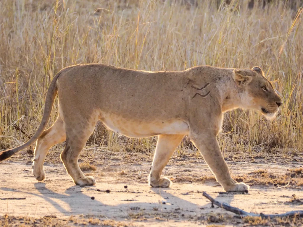 Leona herida en el Kruger National Park