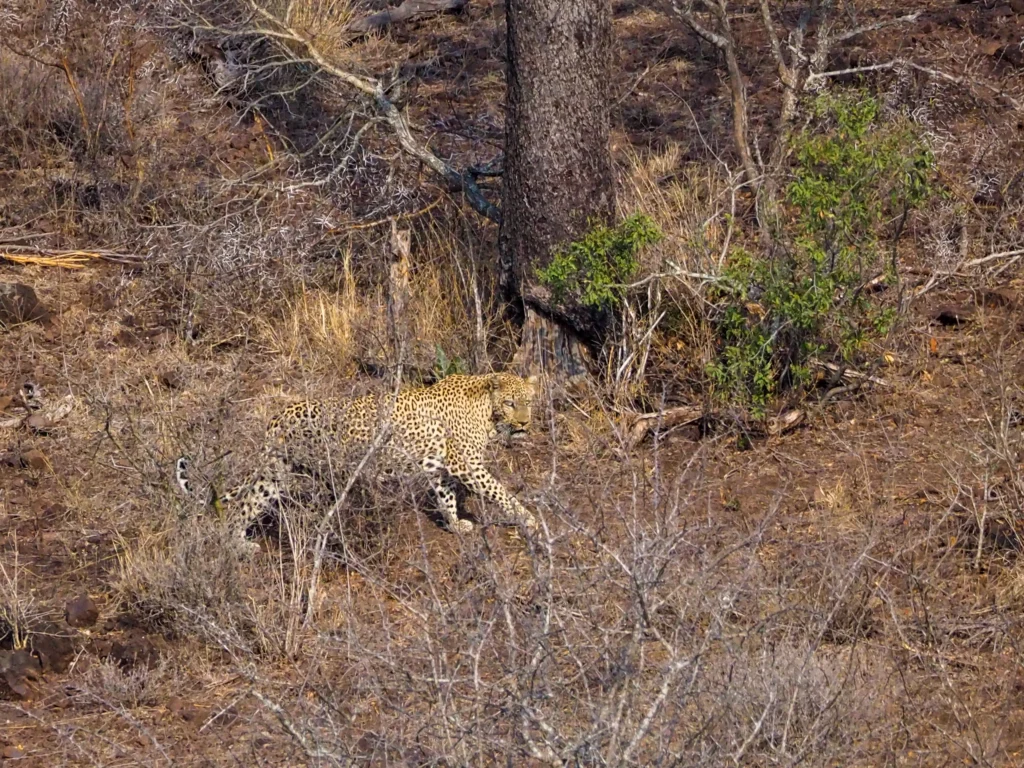 Leopardo visto desde uno de los miradores del Parque Nacional Kruger