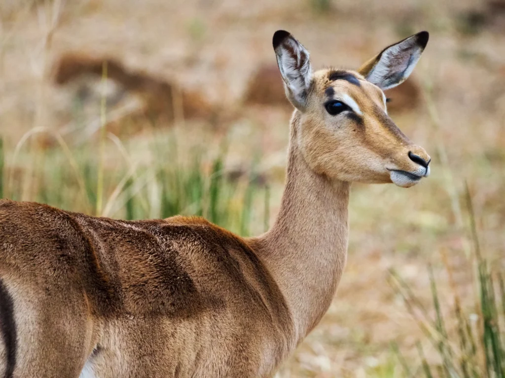 Manada de impalas (antílopes) en el Parque Nacional Kruger