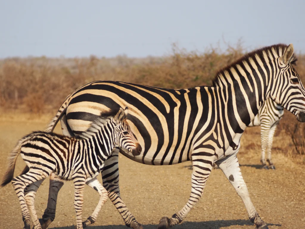 Como saber si compensa sacar la Wild Card para visitar Sudfrica