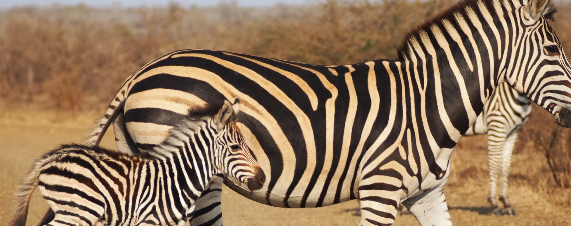 Como saber si compensa sacar la Wild Card para visitar Sudfrica
