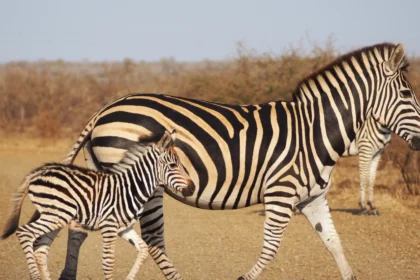 Como saber si compensa sacar la Wild Card para visitar Sudfrica