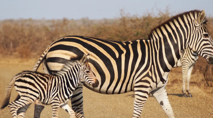 Como saber si compensa sacar la Wild Card para visitar Sudfrica