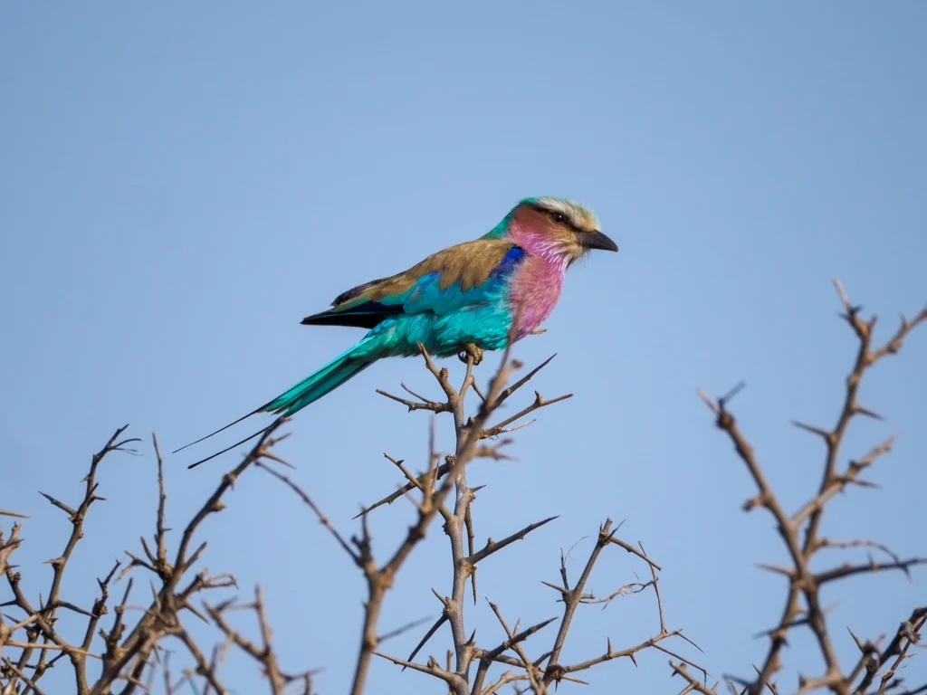 Carraca Lila Meridional en el Parque Nacional Kruger