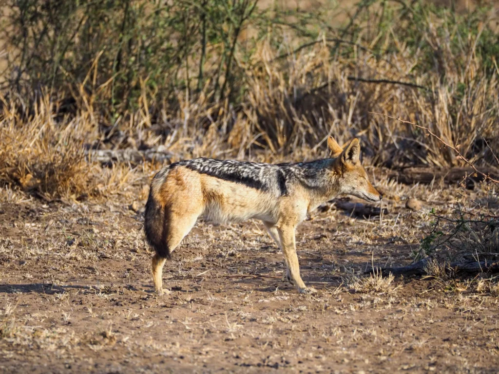 Chacal en el Kruger National Park