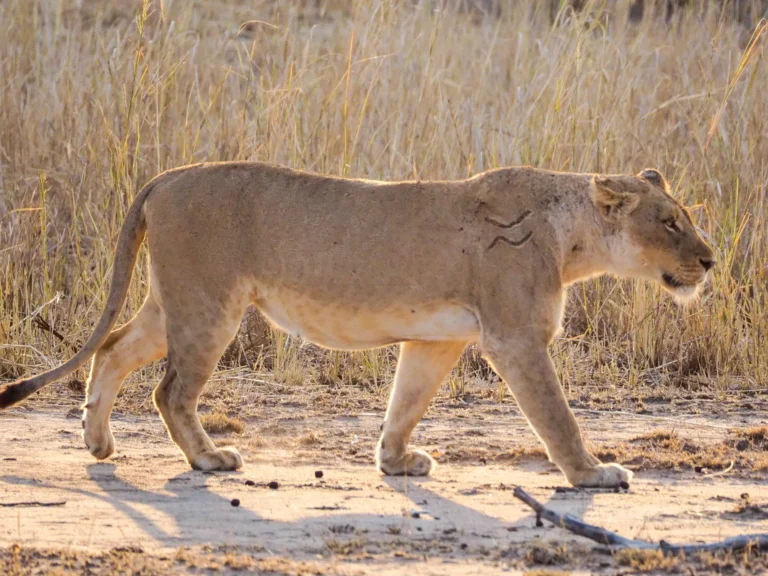 Leona herida en el Kruger National Park