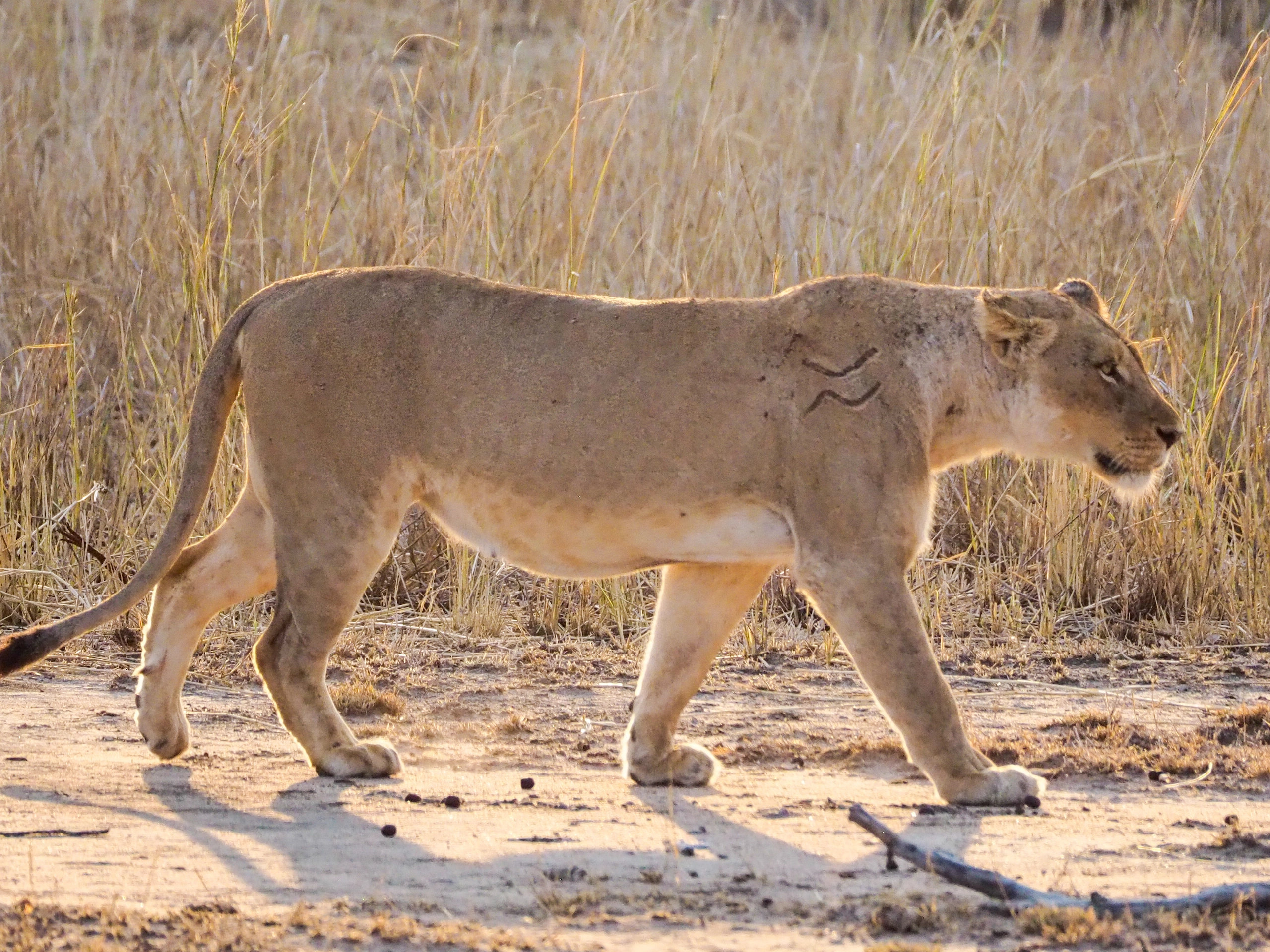Leona herida en el Kruger National Park