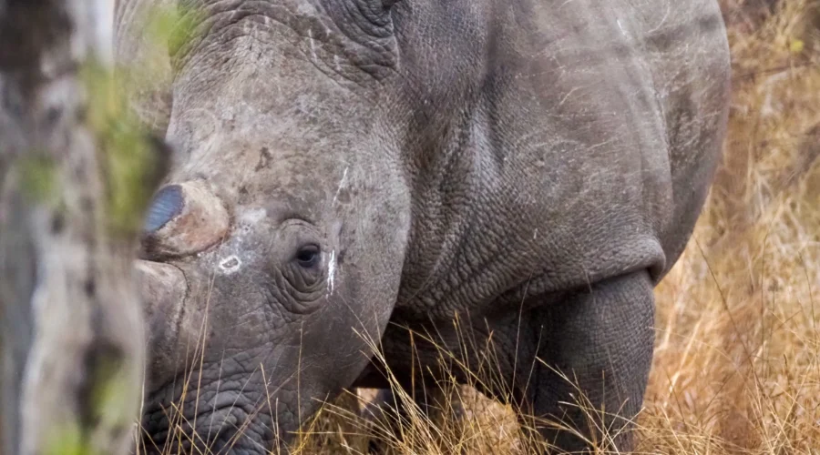 Rinoceronte en el Kruger National Park