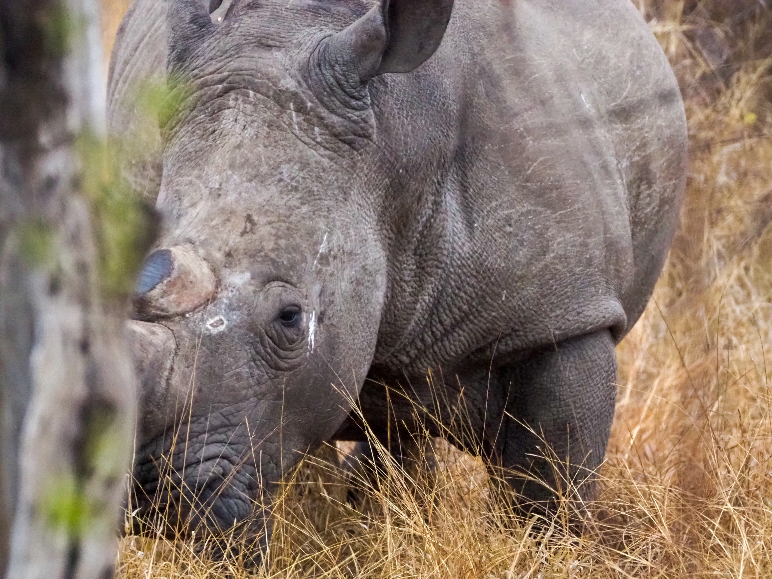 Rinoceronte en el Kruger National Park