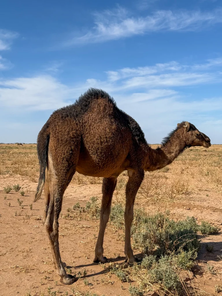 Camellos pastando en el desierto de Marruecos