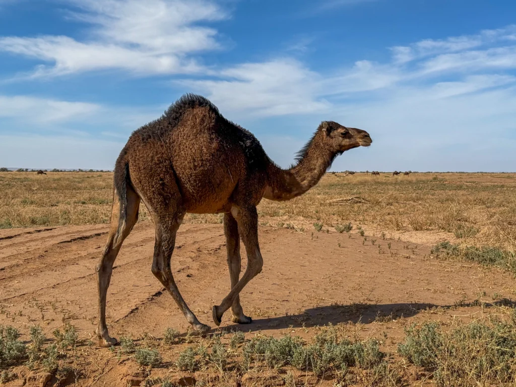 Camellos pastando en el desierto, por favor evita las actividades con animales