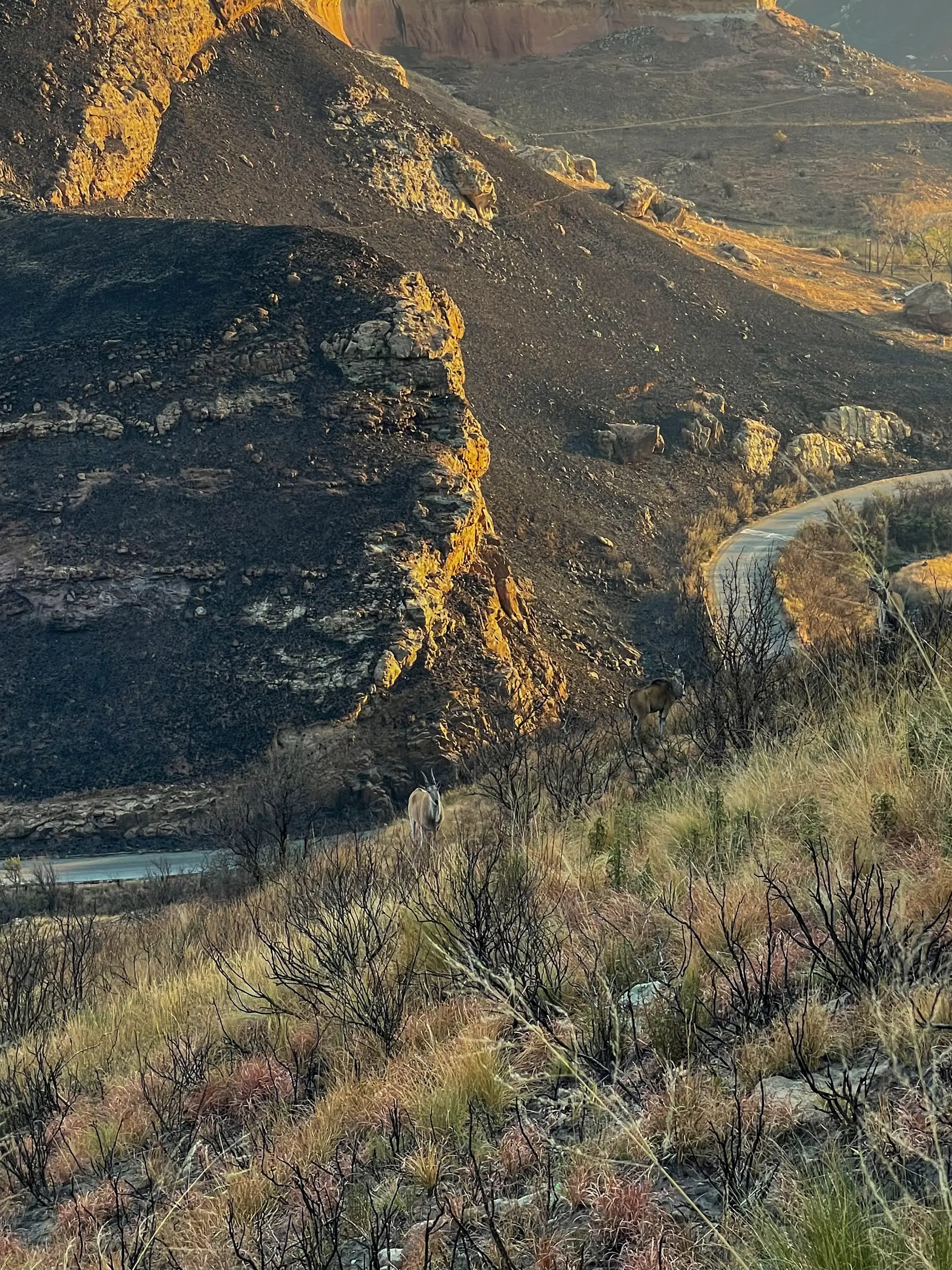 Elands en el parque nacional Golden Gate en Drakensberg